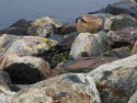 Wildflowers amongst the rocks