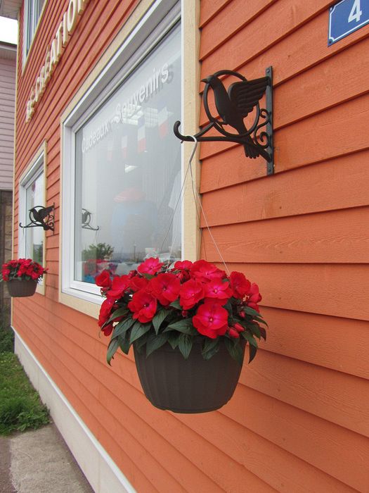 Pretty red flowers