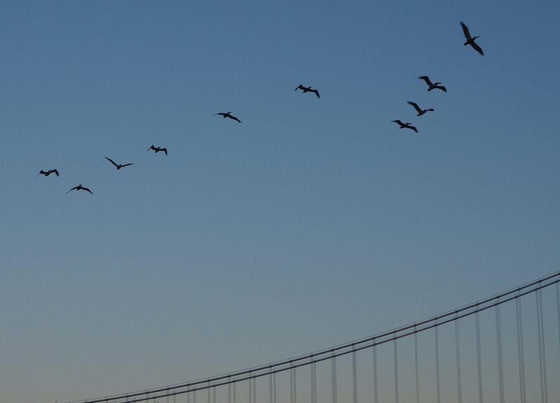 A flock of pelicans flying by