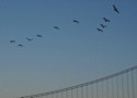 A flock of pelicans flying by