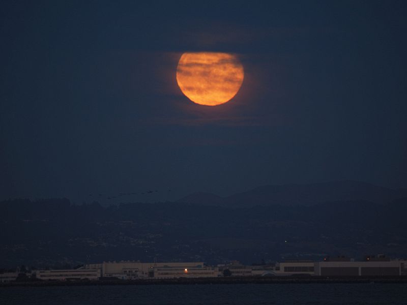 Rising moon with a flock of pelicans flying by