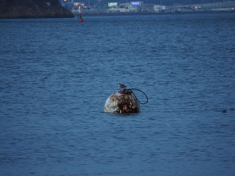 Seagull on a buoy