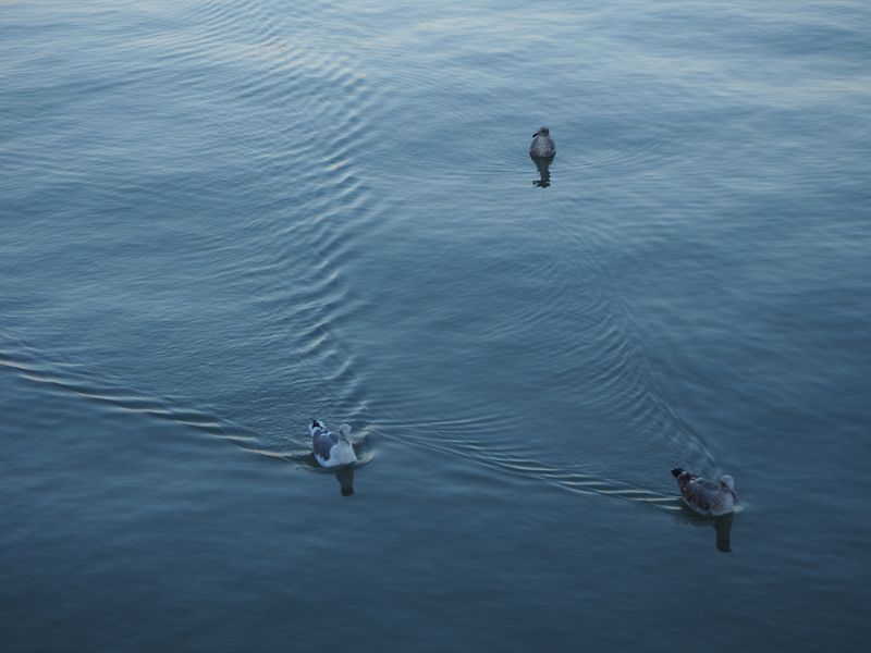 Seagulls swiming