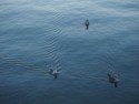 Seagulls swiming