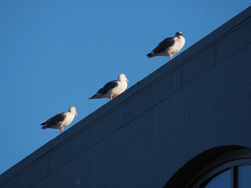 Three seagulls