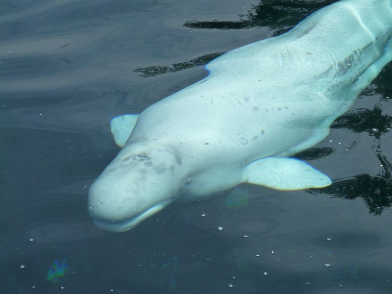 A Beluga whale