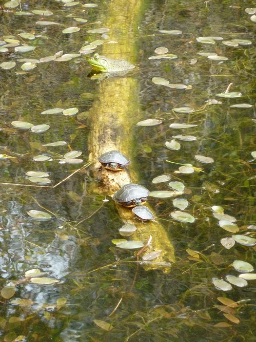 Box turtles and bull frog