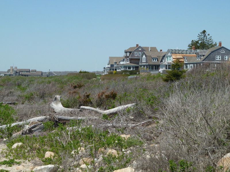 Driftwood