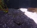 Flounders camouflaging themselves