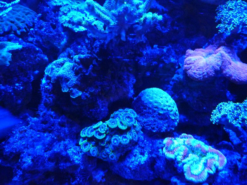 Fluorescing see life