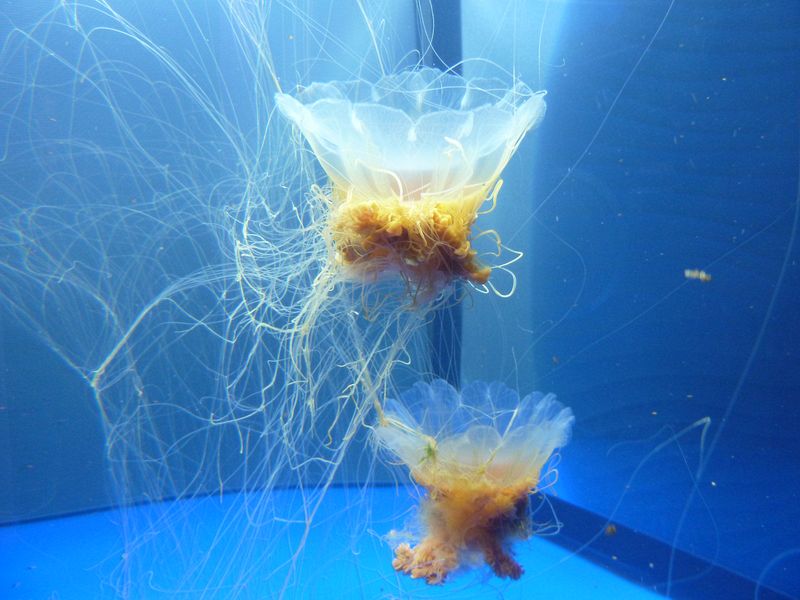 Jellyfish 1