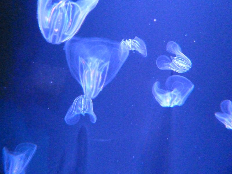 Jellyfish 3