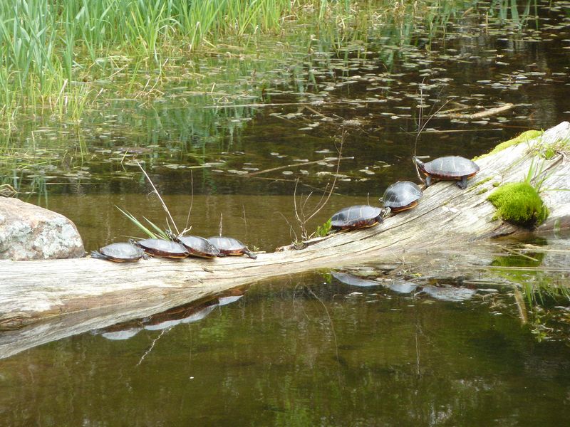 More box turtles