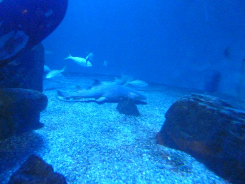 Nurse shark