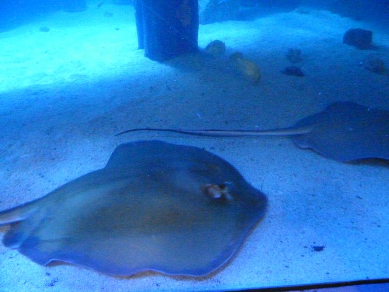 Sting rays