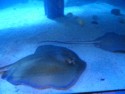 Sting rays