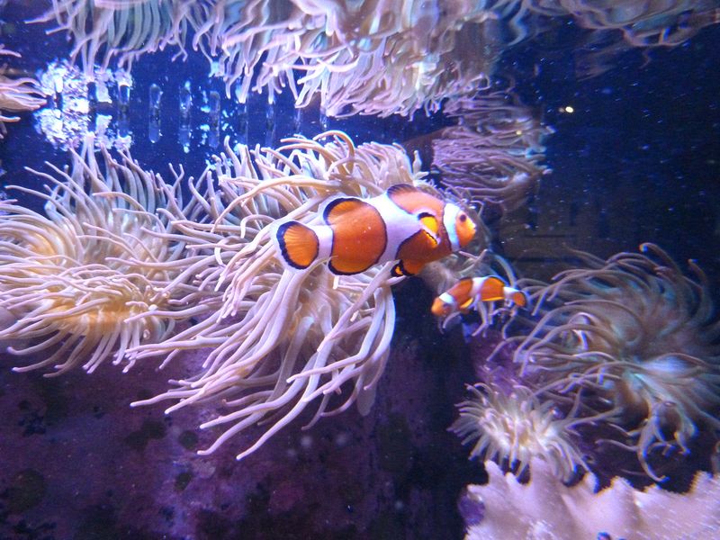 Trigger fish amongst anemones