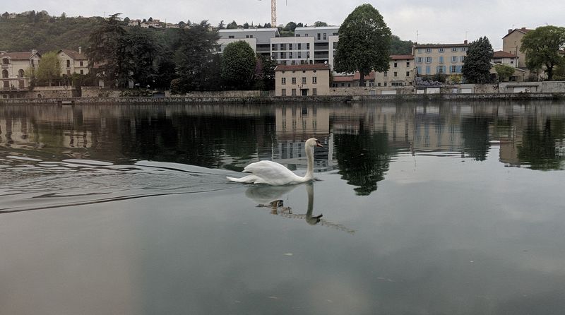 A swan swims on glassy smooth water