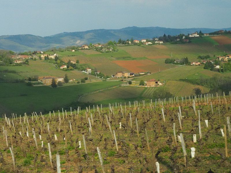 Beaujolais vineyards and rolling hills