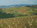 Beaujolais vineyards and rolling hills