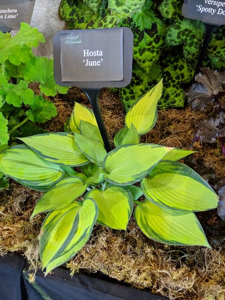 Hosta 'June'