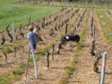Jude plays with the winery's dog in the vineyard