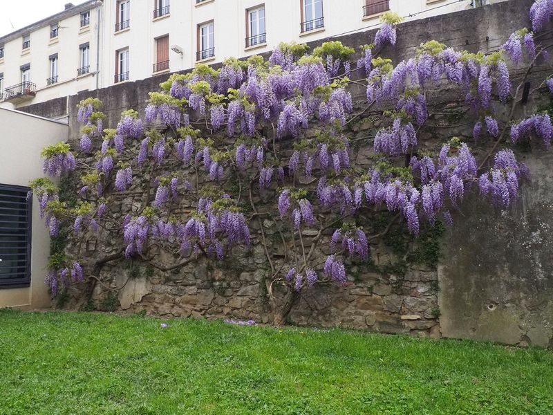 Pretty wisteria