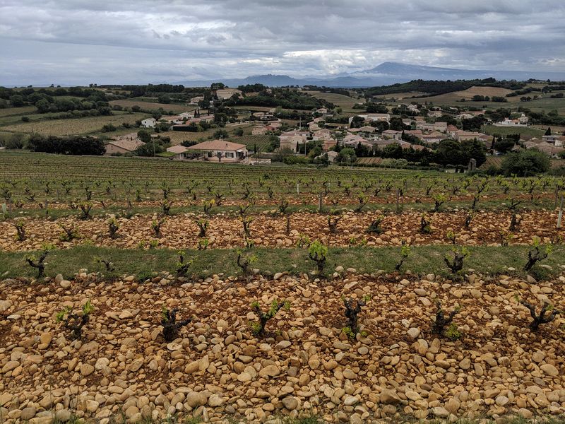 The rocks can be 9 feet deep in the vineyards