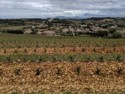 The rocks can be 9 feet deep in the vineyards