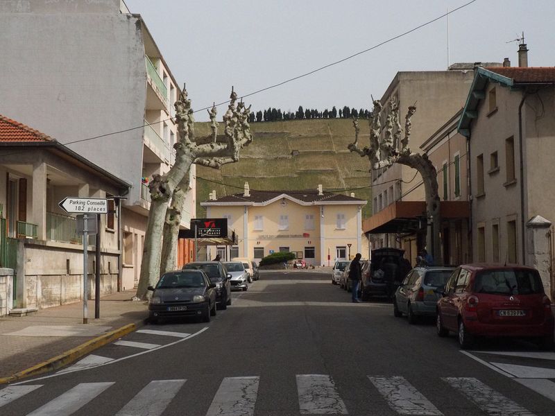 The vineyards above town