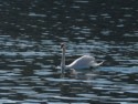 There are lots of swans on the river like this one
