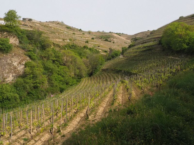 We hike up into the vineyards