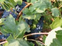 Cooper Vineyards grapes 1