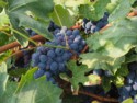 Cooper Vineyards grapes 2
