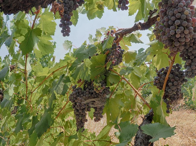 Grapes from inside the vine