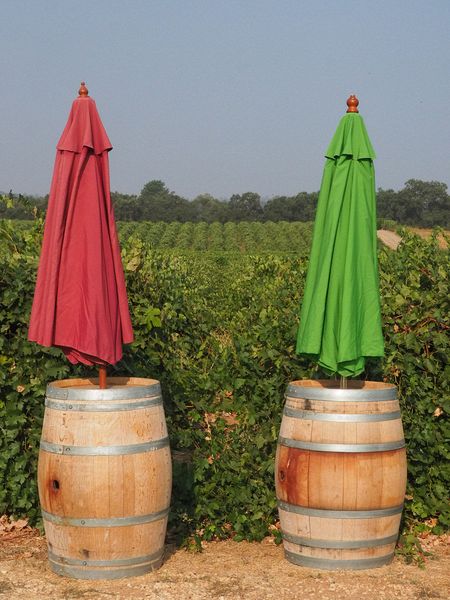 Vineyard bewteen the umbrellas