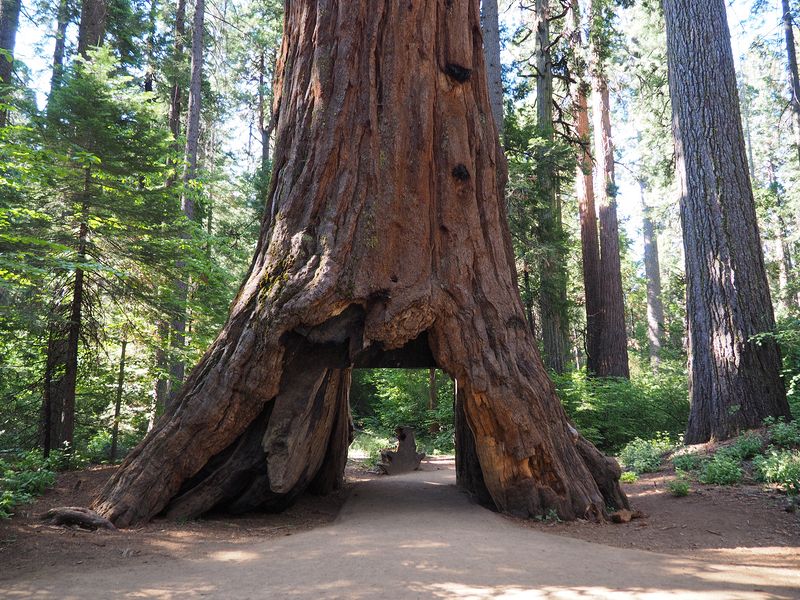 Another view of the Pioneer Cabin Tree