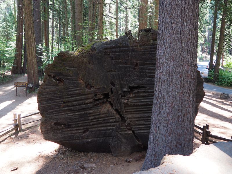 Auger marks on redwood tree that took 22 days to cut down