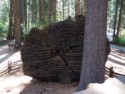 Auger marks on redwood tree that took 22 days to cut down