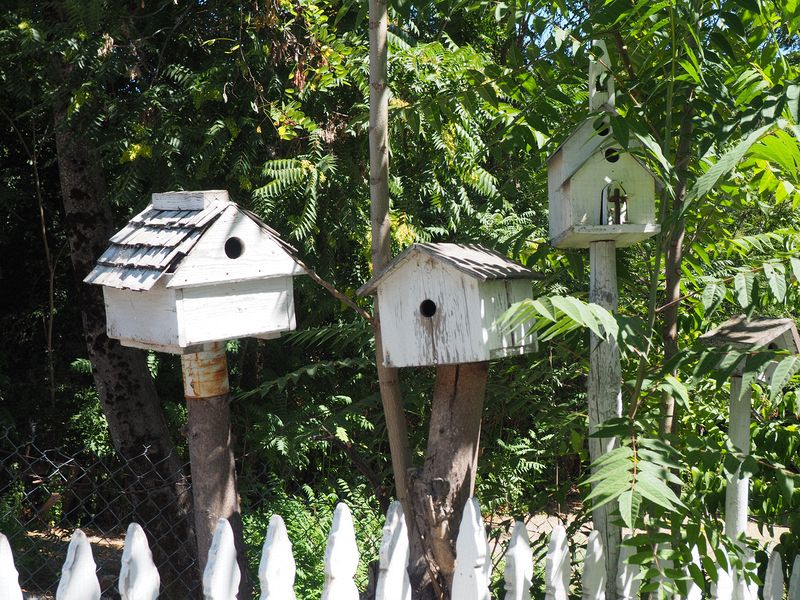 Bird houses