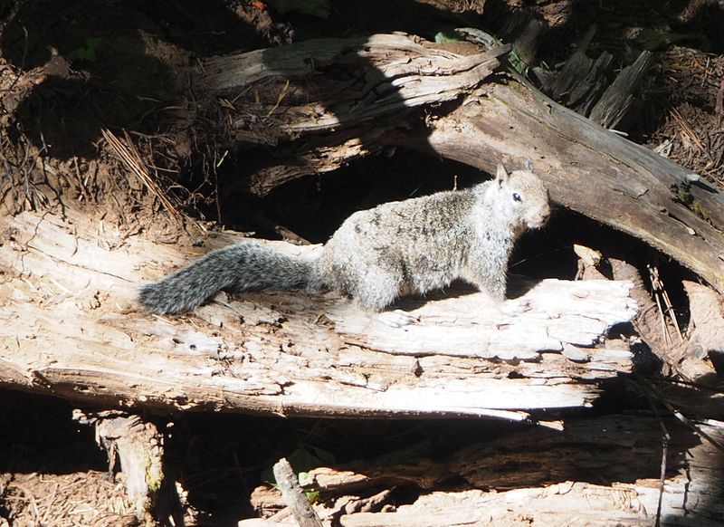 Chickaree or pine squirrel