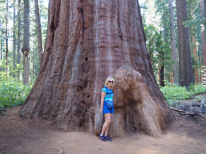 Eloise and a huge burl