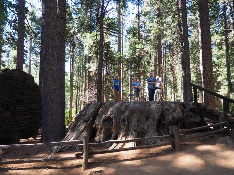 Eloise, June, and Linda on the Big Stump