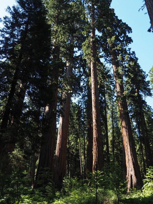 Grove of redwoods