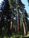 Grove of redwoods
