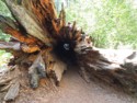 Hollow fallen tree