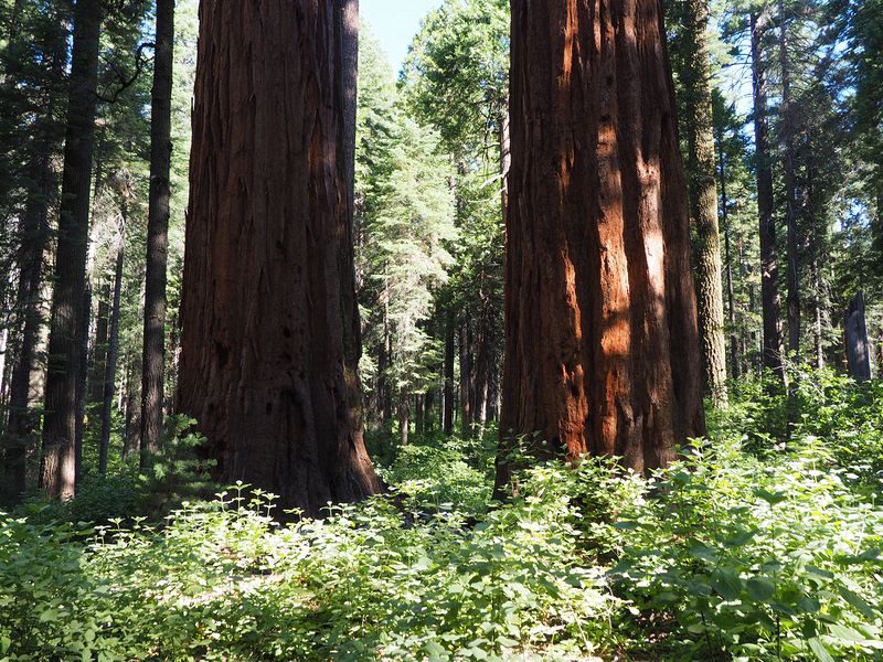 Huge redwood trees