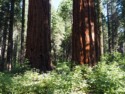 Huge redwood trees