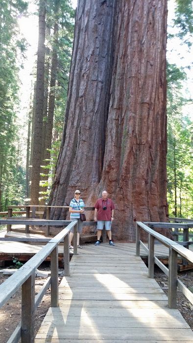 June and Pete by pair of big Sequoias