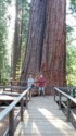 June and Pete by pair of big Sequoias
